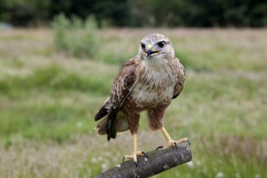 Uzun bacaklı şahin, buteo rufinus, Post 'ta duran yetişkin.  