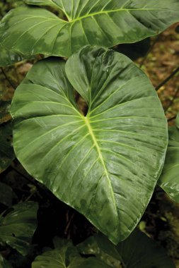 Yağmur Ormanında Büyük Yaprak, Peru 'da Manu Ulusal Parkı  