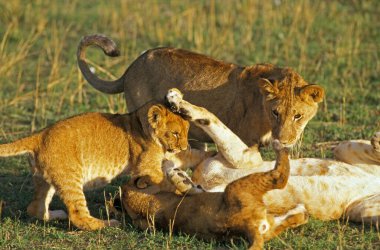 Afrika Aslanı, Panthera Leo, Cub ile oynayan kadınlar, Kenya 'daki Masai Mara Parkı  