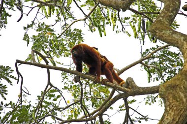 Kırmızı Uluyan Maymun, alouatta seniculus, Sırtında Genç Kadın, Venezuela 'da Los Lianos  