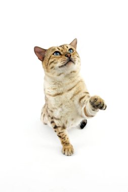 Seal Mink Tabby Bengal Evcil Kedisi, Mavi Gözlü Erkek Beyaz Arkaplan 'a karşı oturuyor  