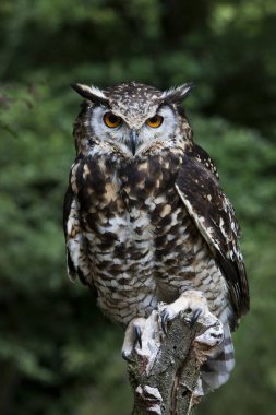 Cape Eagle Baykuşu, bubo capensis, Post 'ta duran yetişkin.  