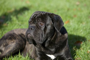 Cane Corso, İtalya 'dan gelen bir köpek üreticisi, Çimlerin üzerinde yatan bir yetişkin.  