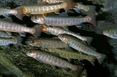 Beyaz benekli Char, salvelinus lökomaenis  