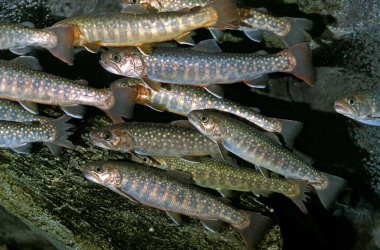 White Spotted Char, salvelinus leucomaenis   clipart