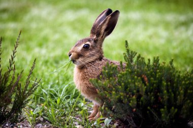 European Brown Hare, lepus europaeus, Adult eating Grass, Normandy  clipart
