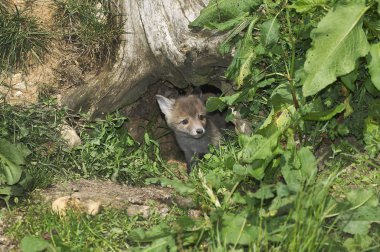Kızıl Tilki, Vulpes vulpes, Den girişinde duran yavru, Normandiya  