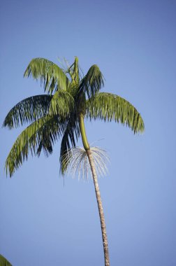 Moriche Plam, Mauritia flexuosa, Palmiye Kalbi üreten ağaçlar, Venezuela 'da Irinoco Deltası  