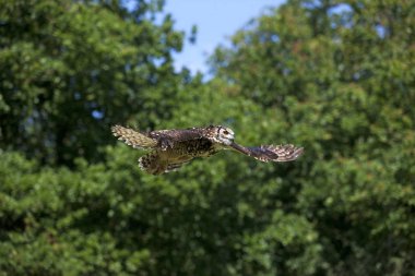 Cape Eagle Baykuşu, bubo capensis, Yetişkin Uçuşu  