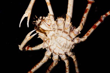 Japon Örümcek Yengeci ya da Dev Örümcek Yengeci, Makrocheira Kaempferi, Yetişkin, Alt Görünüm 