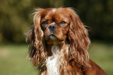 Şövalye Kral Charles Spaniel, Erkek Portresi  