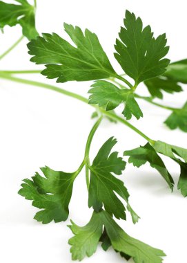 Düz Yapraklı Maydanoz, petroselinyum gevrek, Beyaz Arkaplan 'a karşı Aromatik Bitki 