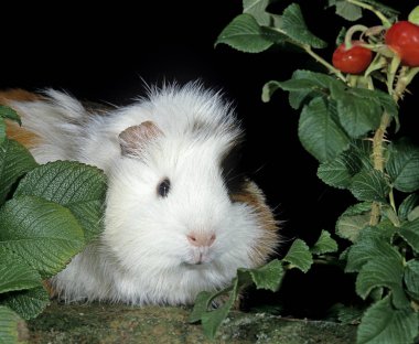 Gine domuzu, cavia porcellus, Yetişkin 