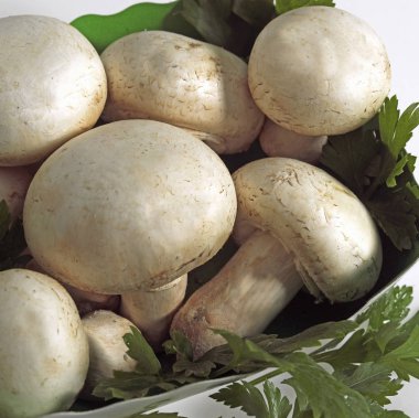Düğme ya da ekilmiş mantar, agaricus bisporus  