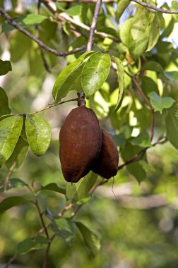 Venezuela 'da Orinoco Deltası, Su Kakaosu adında bir ağaç meyvesi.  