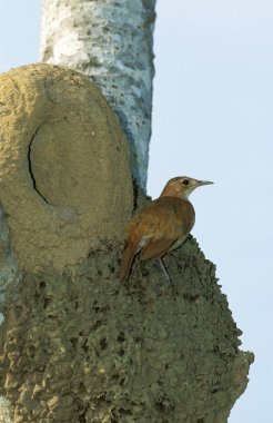 Rufous Ornero, furnarius rufus, Adult standing near Nest, Pantanal in Brazil  clipart