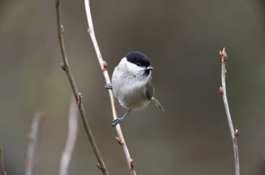 Marsh Tit, parus palustris, Yetişkin Dalı, Normandiya  