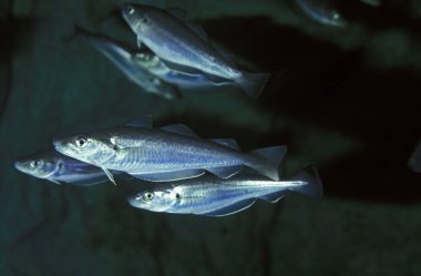 Whiting, merlangius merlangus, doğal arka plan  