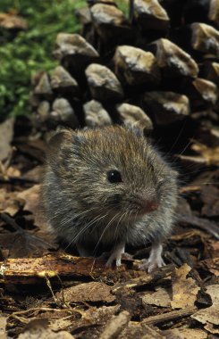Bank Vole, Clethrionomy Glareolus, Pine Cone 'un yanında duran Yetişkin.  