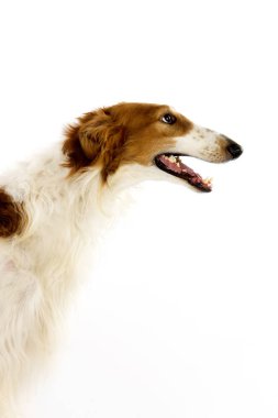 Borzoi Köpeği ya da Rus Kurt Köpeği, Yetişkinlerin Portresi Beyazların Arkaplanına Karşı   