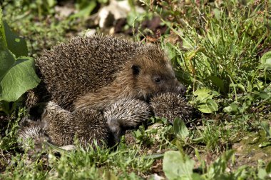 Avrupa Kirpisi, erinaceus europaeus, Genç Dişi, Normandiya  