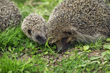 Avrupa Kirpi, erinaceus europaeus, Bebekli Kadın, Fransa 'da Normandiya  