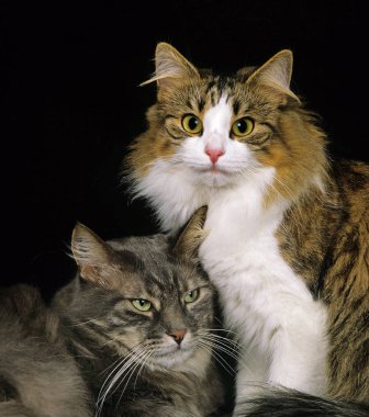 Skogkatt Evcil Kedi, Yetişkinler Beyaz Arkaplan 'a Karşı  