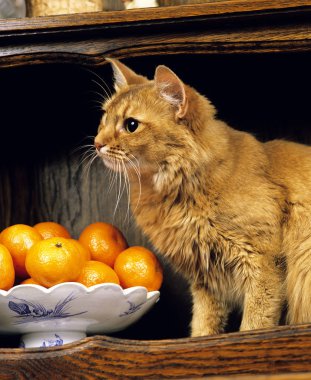Red Somali Domestic Cat, Adult sitting near Oranges   clipart