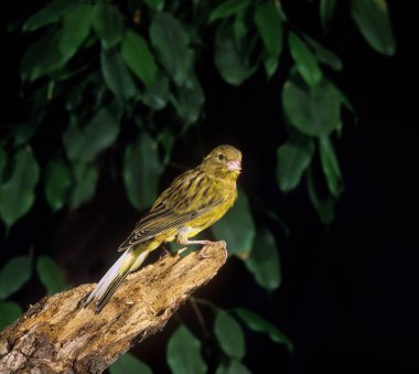 Hartz Canary or Song Canary, serinus canaria, Adult standing on Branch     clipart