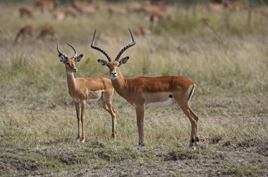 Impala, aepyceros melampus, erkekler, Kenya 'daki Masai Mara Parkı  