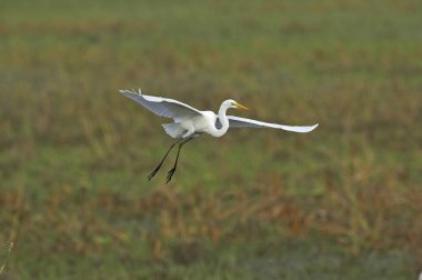 Great-White Egret, casmerodius albus, Adult in Flight, Los Lianos in Venezuela   clipart