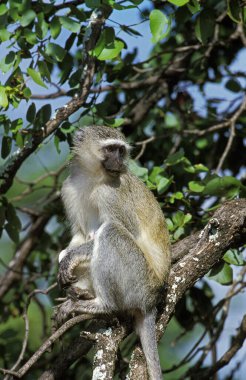 Vervet Monkey, cercopithecus aethiops, Adult Branch, Kruger Park, Güney Afrika  