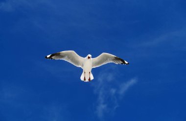 Pacific Gull, larus pacificus, Adult in Flight Against Blue Sky, Avustralya  