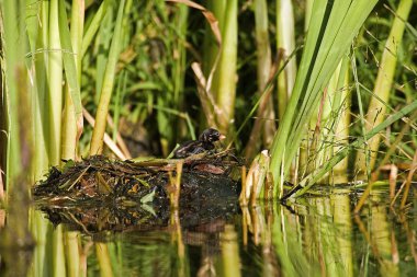 Küçük Grebe, taşibaptus ruficollis, Yuva 'da duran piliç, Normandiya' da gölet  