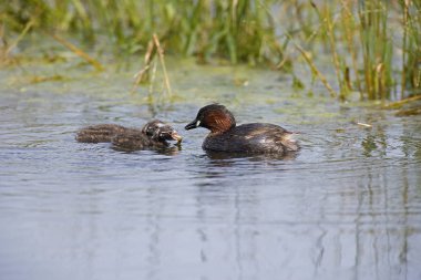 Küçük Grebe, taşivtus ruficollis, Piliçlerle Yetişkin Su 'da, Normandiya' da Gölet  