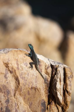 Agama kayanın üzerinde duruyor, Hermanus Güney Afrika 'da    