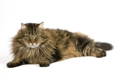 Angora Evcil Kedisi, Beyaz Arkaplan 'a Karşı Yatan Erkek  