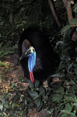Güney Cassowary ya da Çift Sulu Cassowary, Casuarius Casuarius, Yetişkin  