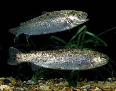 Gökkuşağı Alabalığı, Salmo Gairdneri, Yetişkinler  