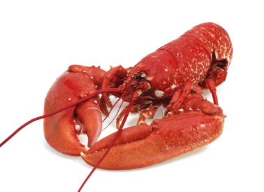 Istakoz, homarus gammarus, Kaynamış Kabuklu Beyaz Arkaplan 'a karşı   