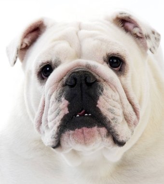 İngiliz Bulldog, Beyaz Arkaplan Karşısında Kadın Portresi  