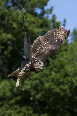 Cape Eagle Baykuşu, bubo capensis, Yetişkin Uçuşu  