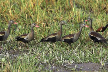 Kırmızı gagalı Islık Ördeği, dendrocygna automnalis, Grup Venezuela 'daki Swamp, Los Lianos' ta duruyor.  