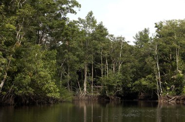 Venezuela Orinoco Deltası 'ndaki Orman ve Nehir  