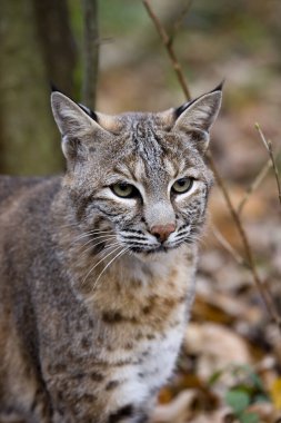 Avrupalı Vaşak veya Avrasyalı Vaşak, Felix vaşak, Yetişkin Portresi   