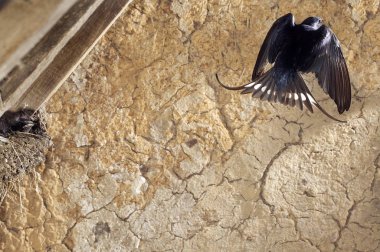 Barn Swallow, hirundo rustica, Yetişkin Uçuşu, Yuvadaki Yavruları Besleme, Normandiya 