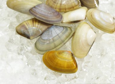 Wedge Shell, donax trunculus, Shells on Ice  