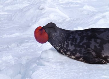 Kapüşonlu fok, cystophora cristata, Ice Floe üzerinde duran erkek kaput ve zar tehdit edildiğinde saldırganlık göstergesi ve üreme mevsimi boyunca Kanada 'nın Quebec kentindeki Magdalena Adası' nda uyarı olarak kullanılır.  