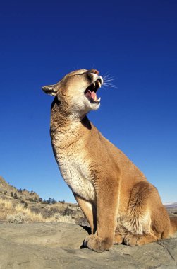 Cougar, puma concolor, Yetişkin Rock, Snarling, Montana 'da oturuyor  