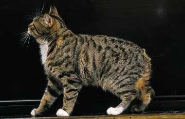 Manx Evcil Kedi, Kuyruksuz Cins  